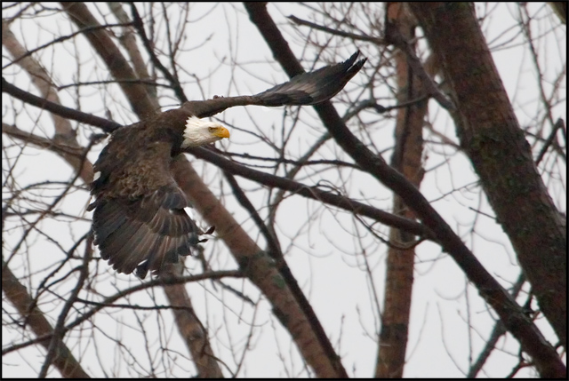 Bald Eagle In Flight