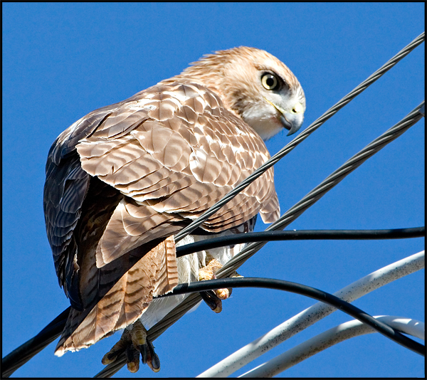 Redtail Hawk (5)