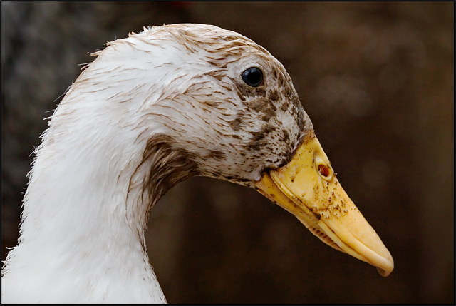 Dirty Duck