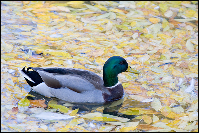 Fall Mallard