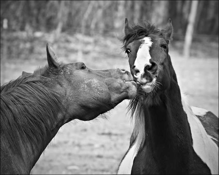 A Kiss for You
