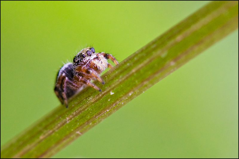 Crawling