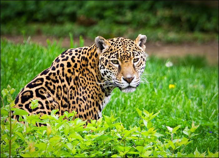 Leopard