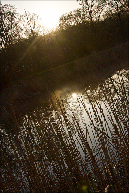 Sunrise in the reeds
