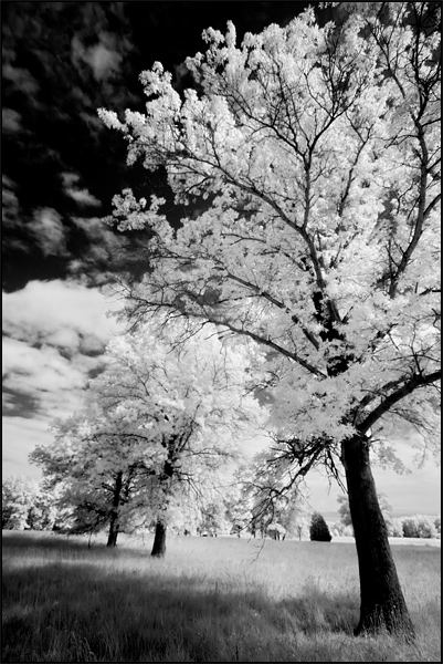 Trees