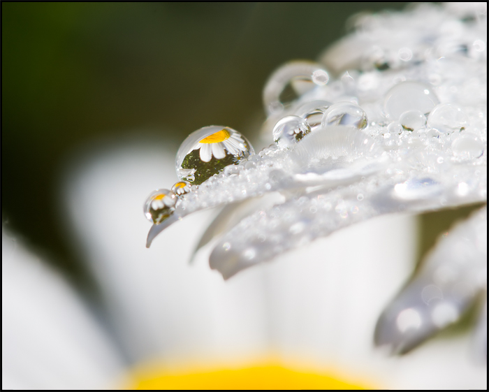 Daisy Refraction