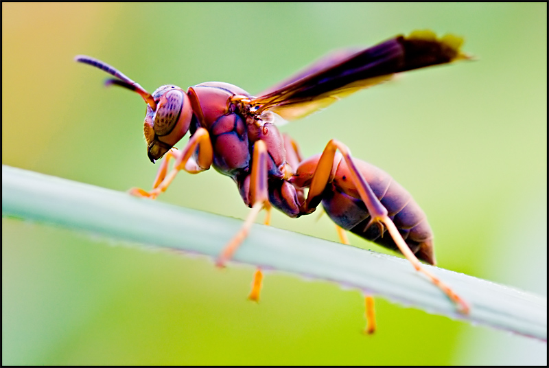 Wasp