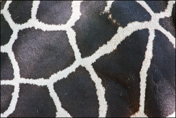 Giraffe Pattern