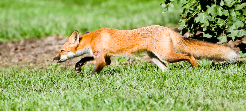 On the Hunt