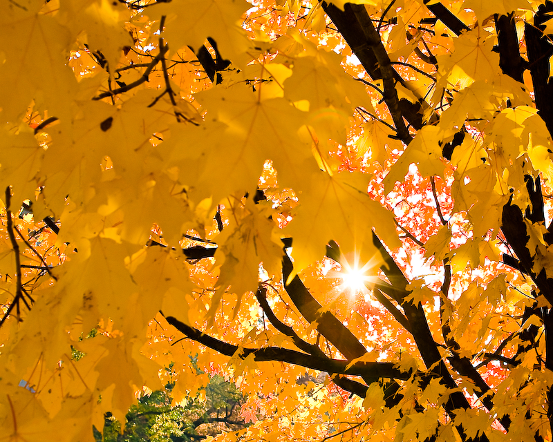 Autumn's Glory