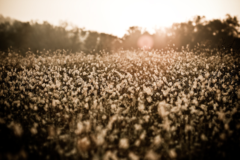Sunrise in the Meadow