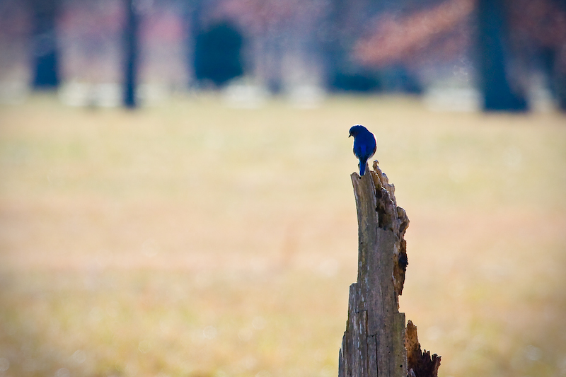 BlueBird
