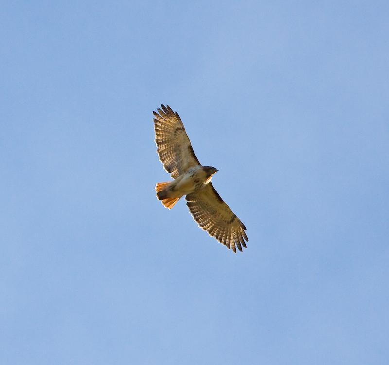 Redtail Hawk