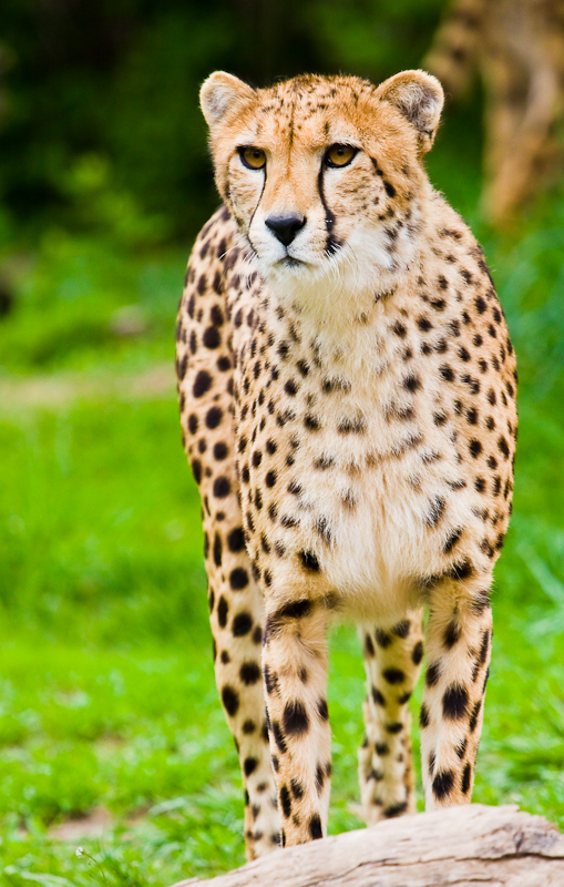 Cheetah