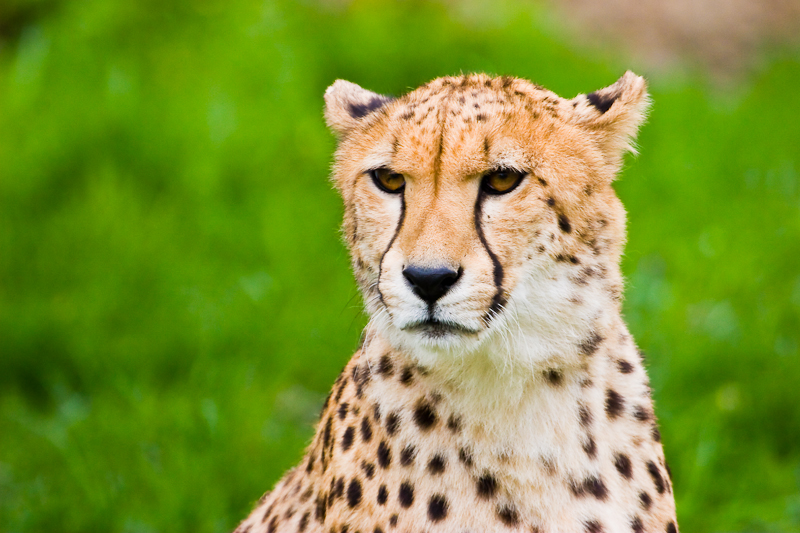 Cheetah