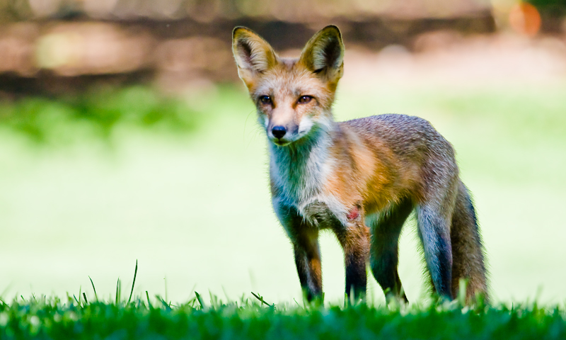 Red Fox