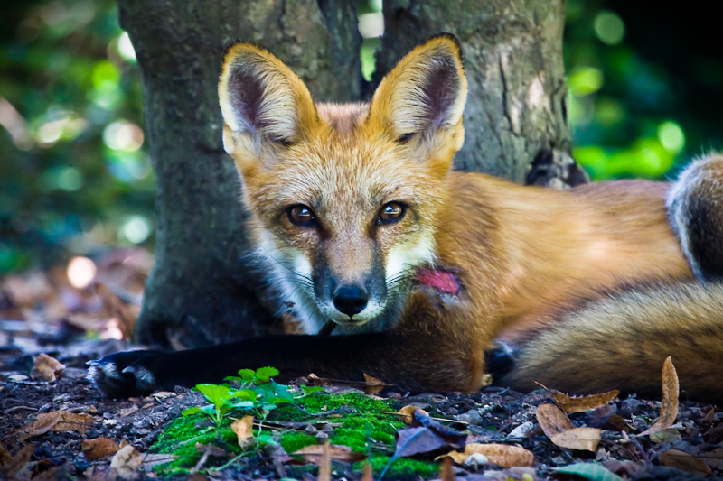Red Fox