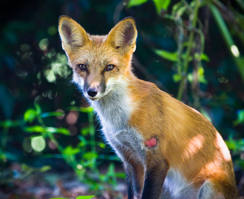 Fox