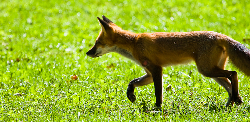 Fox