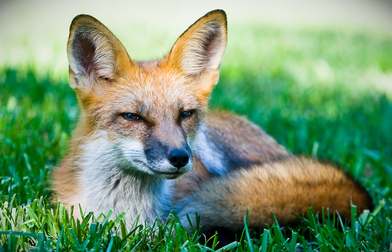 Lazy fox