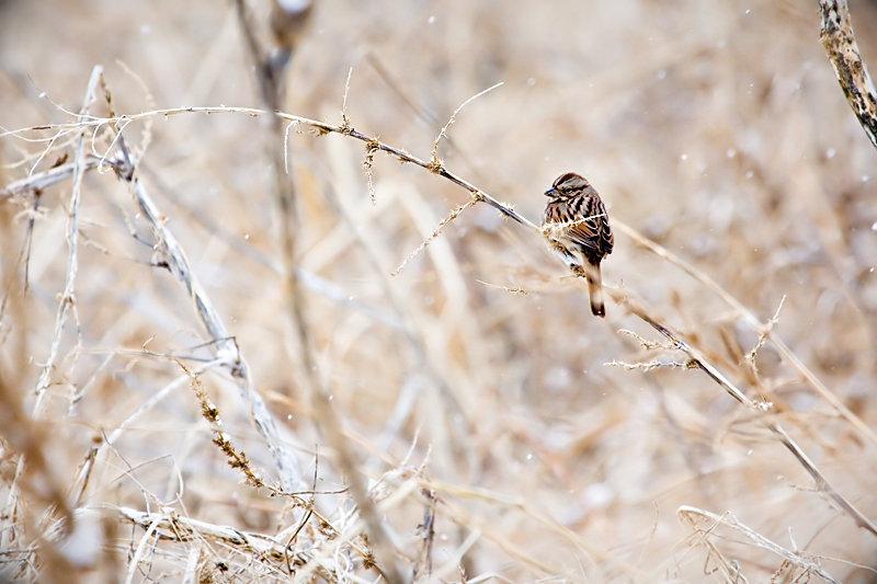Winter Perch