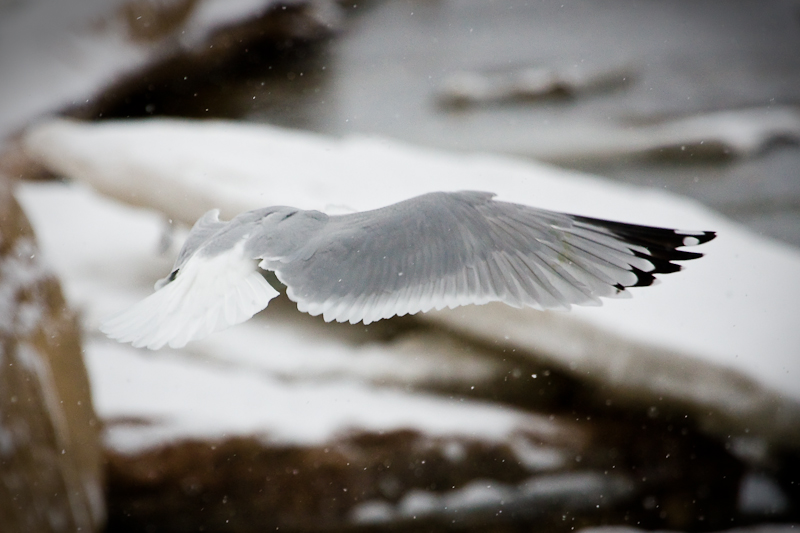 Wing