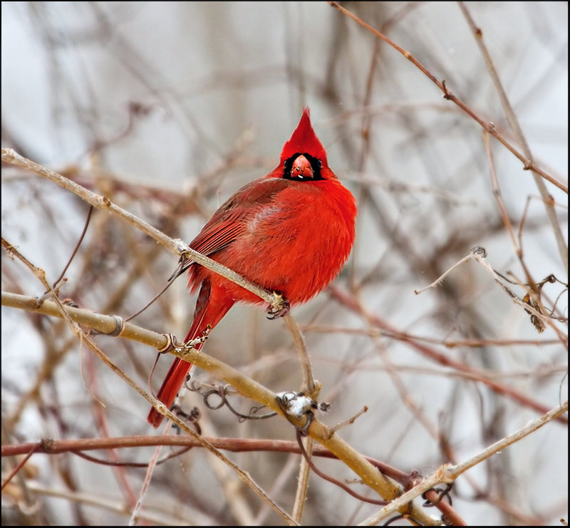 Cardinal