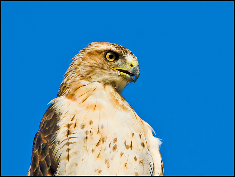Redtail