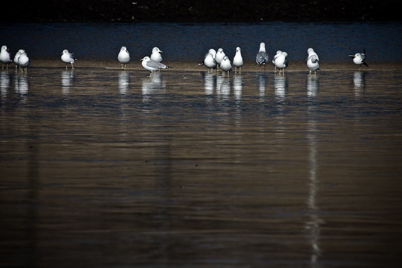Gulls