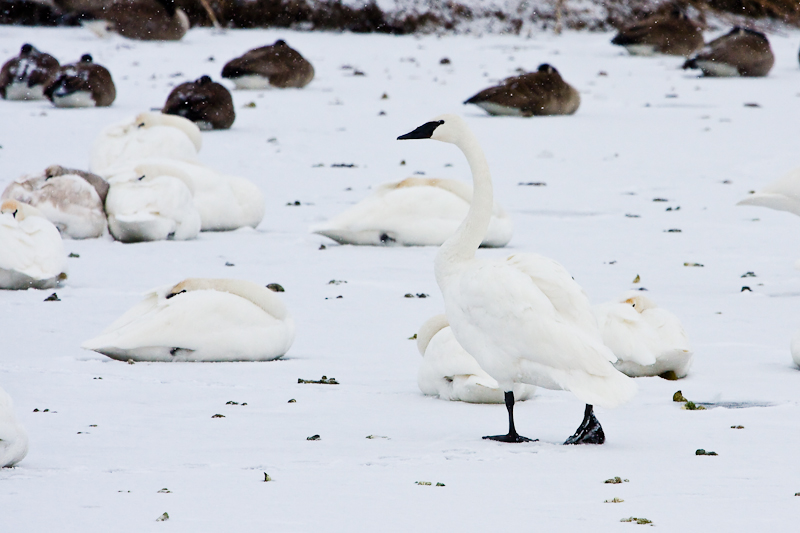 Whistling Swan
