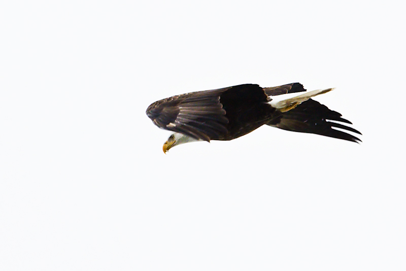 BaldEagle in Flight