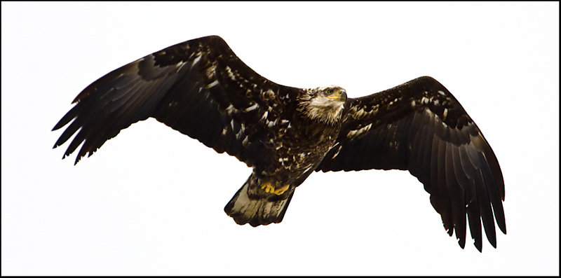 BaldEagle