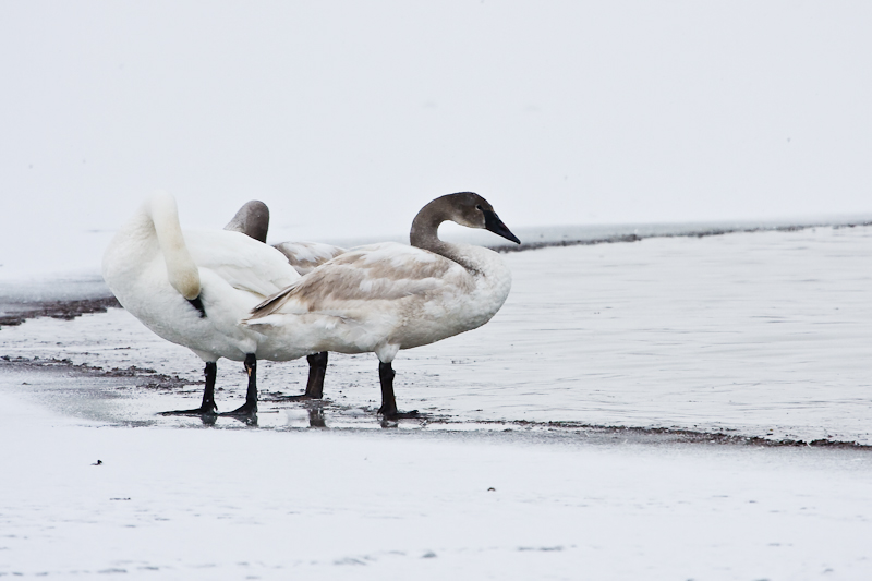 Swans