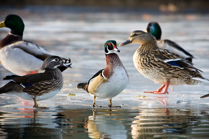 Ducks