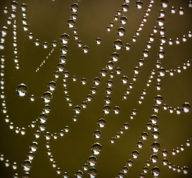 Morning jewels