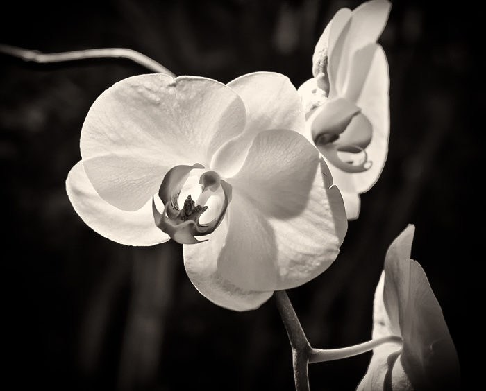 Orchid