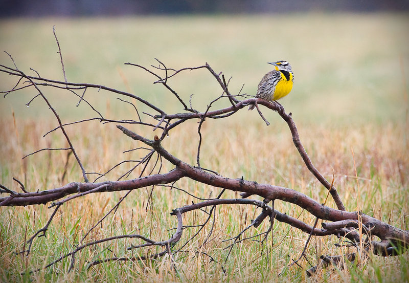 Meadow Lark