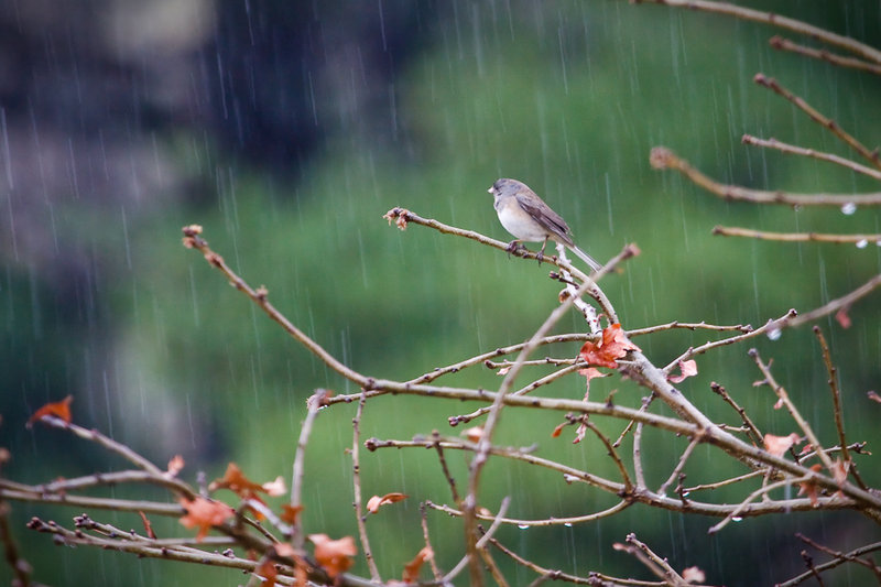 In the rain