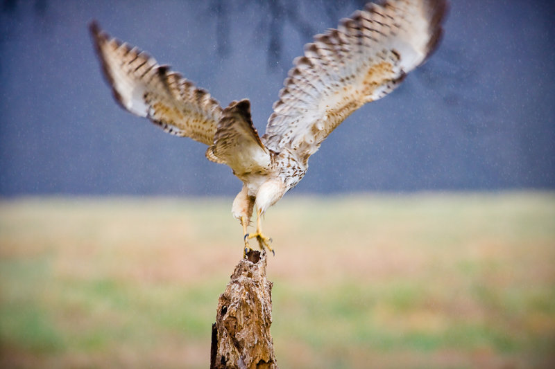 Leaving her perch