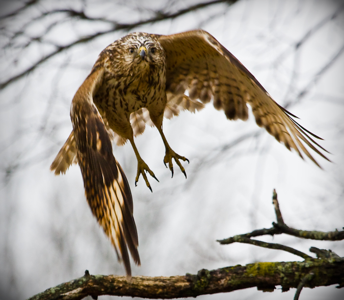 Redtail