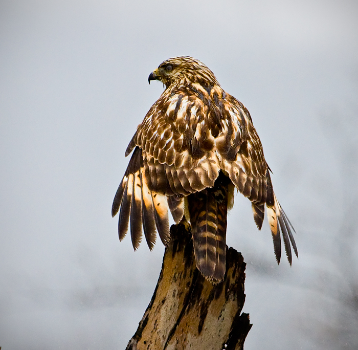 _MG_3251-Edit.jpg