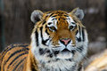 Tiger King