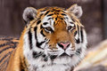 Tiger King 2