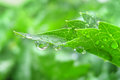 Leaf in the rain