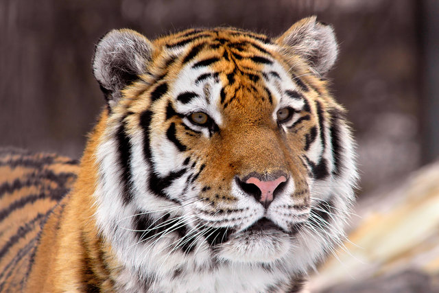 Tiger King 2