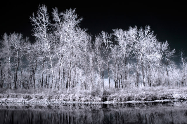 Ice Trees