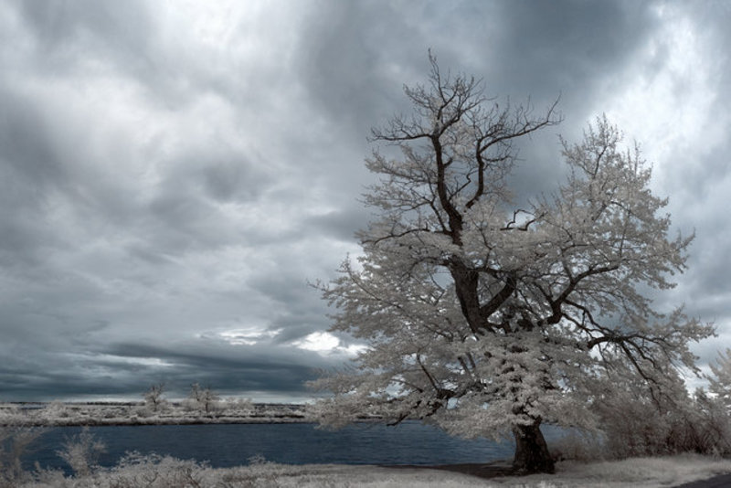 Gothic IR Tree