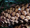 Pine Cone