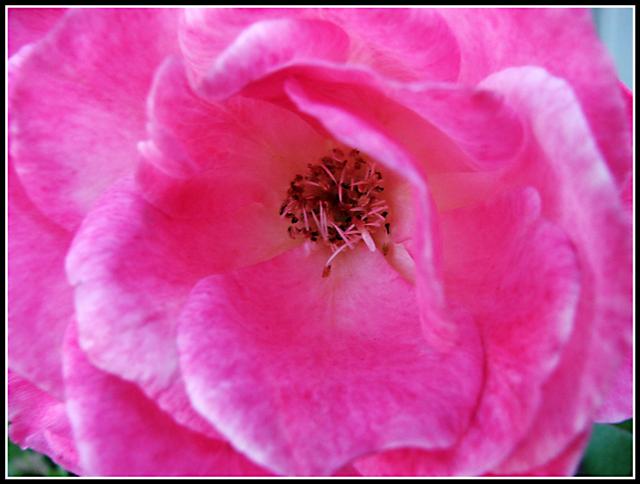 Last Rose of Summer