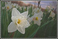 Daffodil